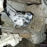 دوتا کبوتر هستیم|پرنده|اشنویه, |دیوار