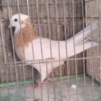 کبوترطوقی‌|پرنده|اصفهان, شاهزاده ابراهیم|دیوار