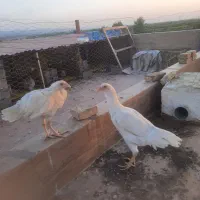 یک جفت لاری