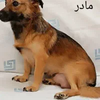 واگذاری توله سگ پامر اشپتز معاوضه همه چی 800 تمن|سگ|مشهد, آزادشهر|دیوار