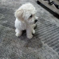 توله سگ شیتزو