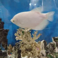 اسفراناموس|ماهی|قزوین, |دیوار