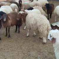 فروش بره پرواری|حیوانات مزرعه|دره شهر, |دیوار