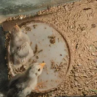 جوجه گلین|حیوانات مزرعه|زید آباد, |دیوار