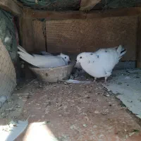 کبوتر طوقی . پرشی . مفلق|پرنده|ابریشم, |دیوار