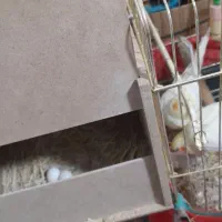 جفت عروس لوتینو رویه تخم|پرنده|صحنه, |دیوار