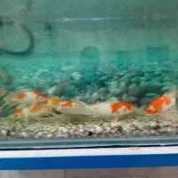 ۱۰ عدد ماهی کوی نژاد کوآکو دونه ایی ۱ میلیون|ماهی|میبد, |دیوار