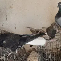 کبوتر اصفهانی سنجابی کاکولی