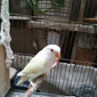 طوطی برزیلی