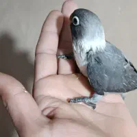 جوجه عروس هلندی و کوتوله سرلاکی|پرنده|بم, |دیوار