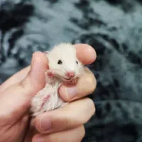 همستر بچه نژاد سوری|موش و خرگوش|قشم, |دیوار