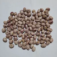لوبیا چیتی