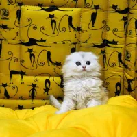 خاص و چشم نواز