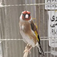 سهره نشون دار قواره دار مست|پرنده|تهران, نازی‌آباد|دیوار