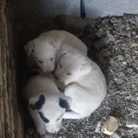 توله سگ پا کوتاه|سگ|بروجرد, |دیوار