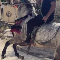 اسب کوردرسنی