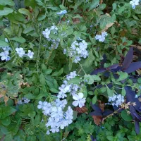 گل وگیاه یاس آبی ،زرد وسفیدخوشبو|گل و گیاه طبیعی|شیراز, شهرک والفجر|دیوار