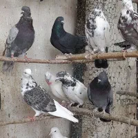 کبوتر پرشی فقط دونه ای ۲۰۰تومن|پرنده|قم, تعویض پلاک|دیوار