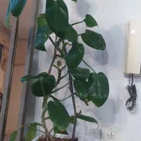 گل و گیاه