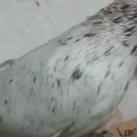 کفتر هفت رنگ نر تیکه دار|پرنده|سبزوار, قصبه شرقی|دیوار