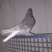 کبوتر|پرنده|شیراز, تندگویان|دیوار