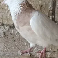 طوقی غریب گیری رباط کریم|پرنده|رباطکریم, حصار مهتر|دیوار