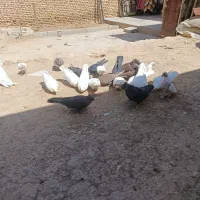 کبوتر|پرنده|بروجن, |دیوار