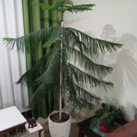 کاج مطبّق|گل و گیاه طبیعی|تهران, منیریه|دیوار