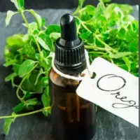 کاشت کلزا کاملینا