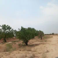 فروش زمین مزرعه|فروش دفتر صنعتی، کشاورزی، تجاری|تفت, |دیوار