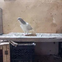 بدرنگ|پرنده|آبگرم, |دیوار