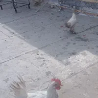 مرغ وخروس زینتی