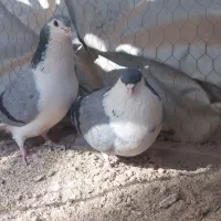 دمگیریسینه باز|پرنده|خمینیشهر, |دیوار