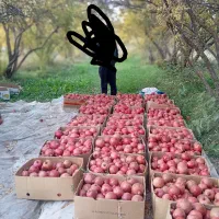 انار جوشان دانه زغالی|خوردنی و آشامیدنی|گلباف, |دیوار