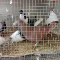 11عدد کبوترسالم