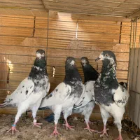 کبوتر پاکستانی مفلق
