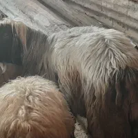 فروش نر میش