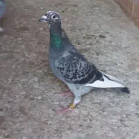 چاپی دوبال|پرنده|گنبد کاووس, |دیوار