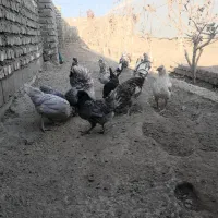 تخم مرغ گلین طوسی ومگسی اصلی