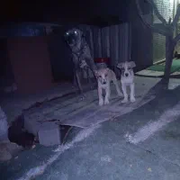 سگ سرابی اصیل