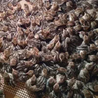 بلدرچین کوهی ۱روزه دونه ۶۵تومن