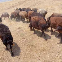 کود حیوانی