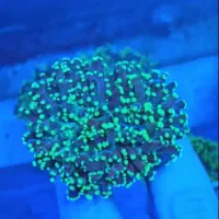 مرجان آکواریوم ابشور اب شور|ماهی|تهران, خزانه|دیوار