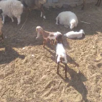 بز زایده|حیوانات مزرعه|رفسنجان, |دیوار