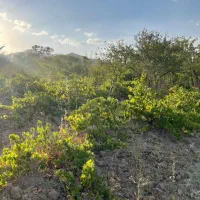 فروش زمین ۳۰۰ متری