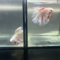 تخفیف ۲۰٪ فایتر به مناسبت بلک فرایدی|ماهی|رشت, کاکتوس|دیوار