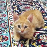 چهار تا بچه گربه دو ماهه رایگان..فک کنم نر باشن|گربه|سبزوار, طبرسی (جعفرآباد)|دیوار