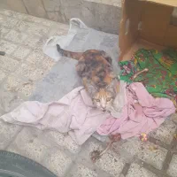 واگذاری رایگان