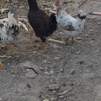 دوعدد خروس گلین و ی فریح