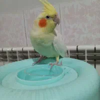 عروس هلندی ماده